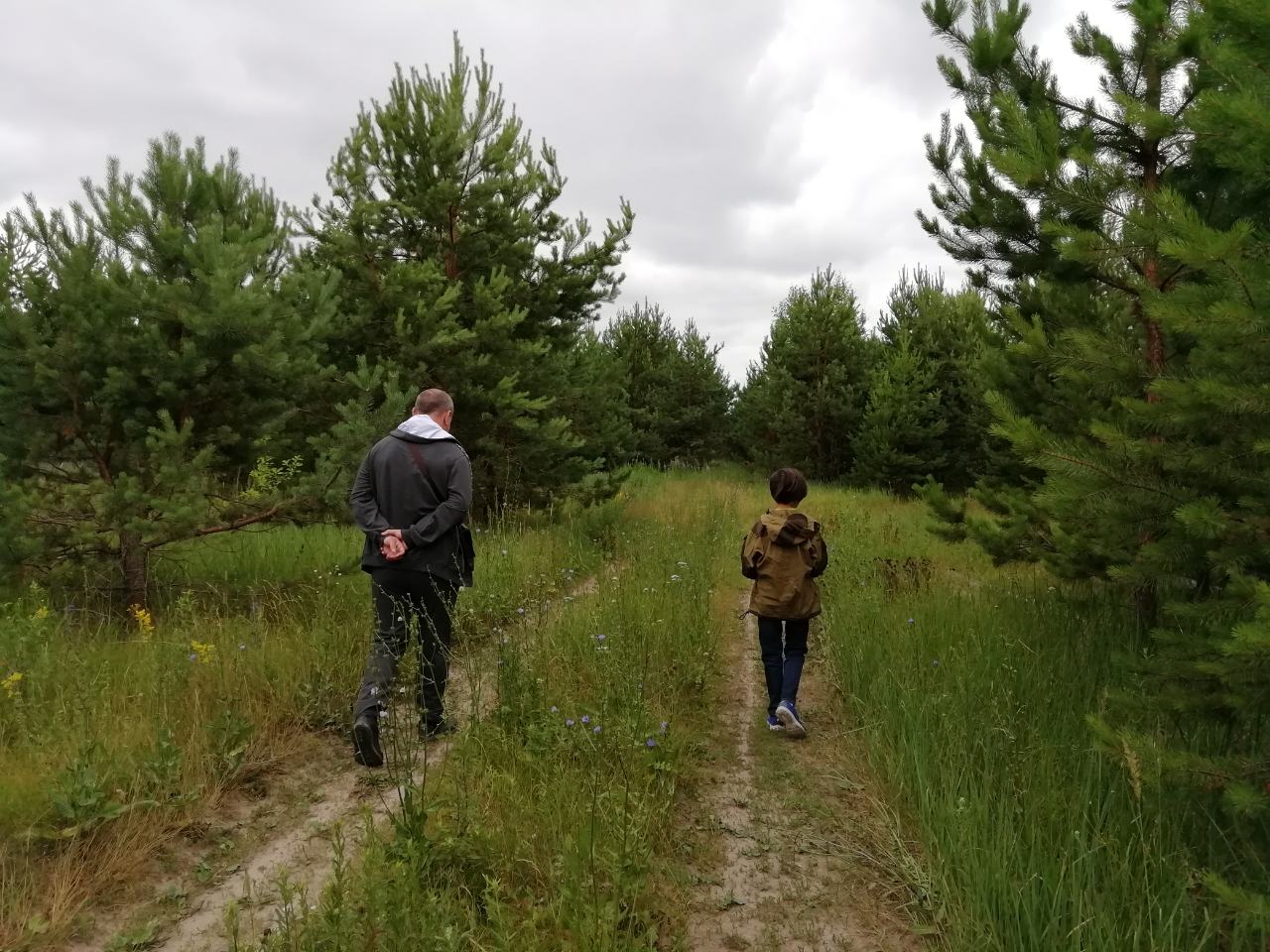 Пензенцы нашли в лесу поддубники: что нужно знать об этих грибах