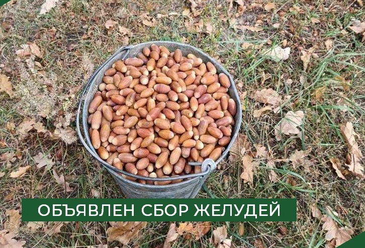 Пензенцев приглашают принять участие в сборе желудей для восстановления лесов