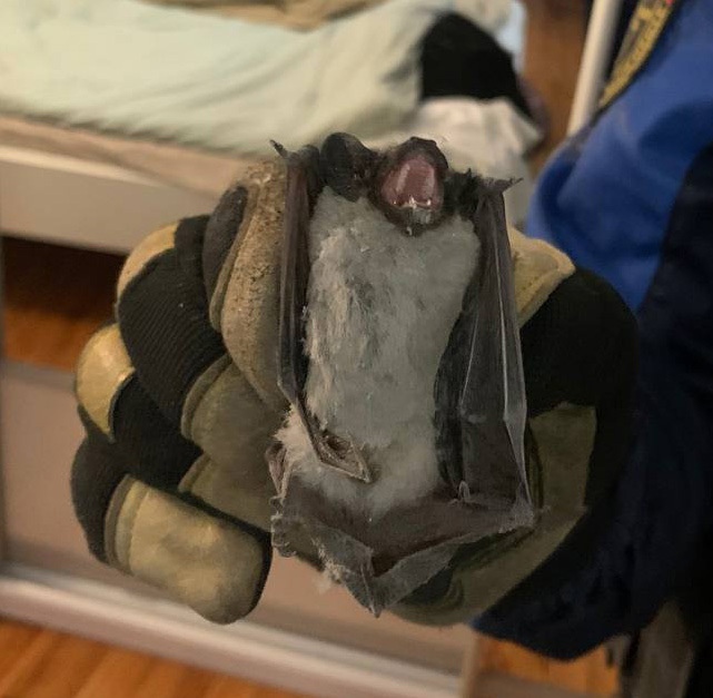 В Пензе спасатели поймали летучую мышь в доме на улице Виражной