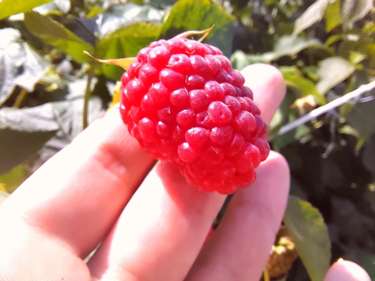 Ароматный малиновый крамбл с ванильным мороженым