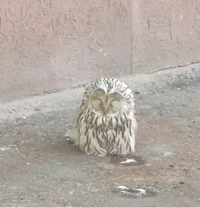 В Пензе благодаря горожанам спасли длиннохвостую неясыть