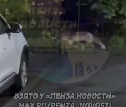 Лиса облюбовала пензенский микрорайон Арбековская застава