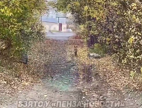 В Пензе по жилому району без страха гуляет лиса