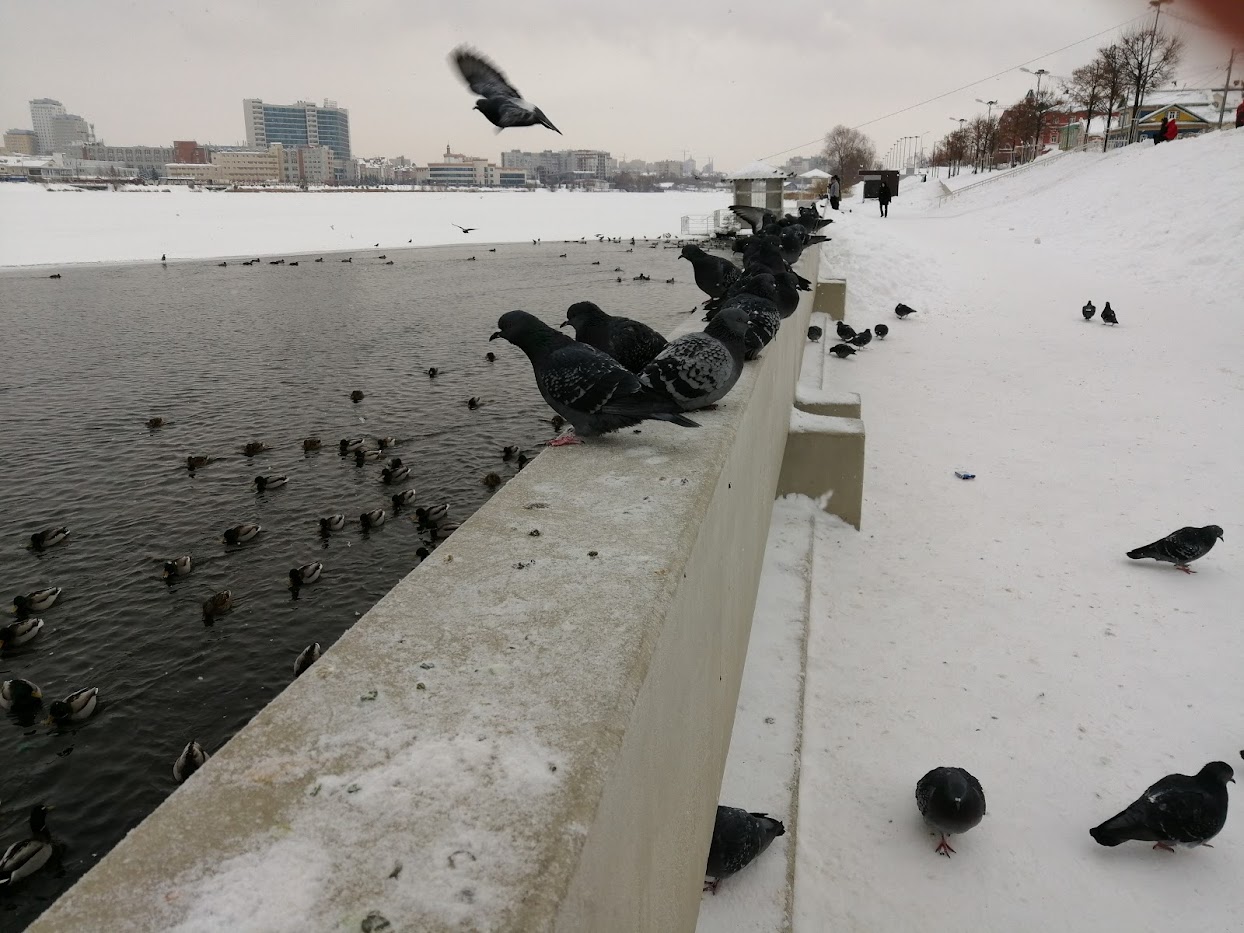 Пензенцев просят помочь кольчатым горлицам пережить зиму