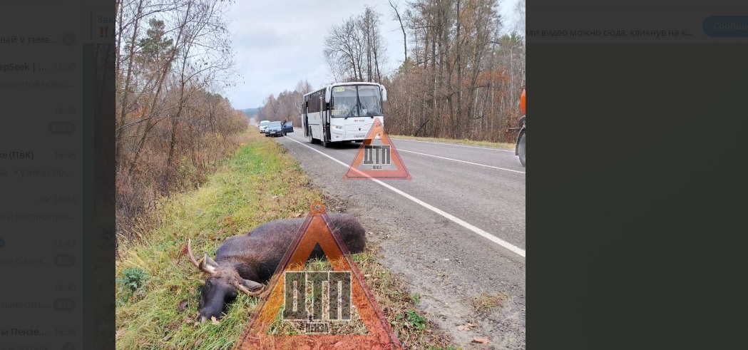 Рейсовый автобус Кузнецк-Пенза столкнулся с лосем