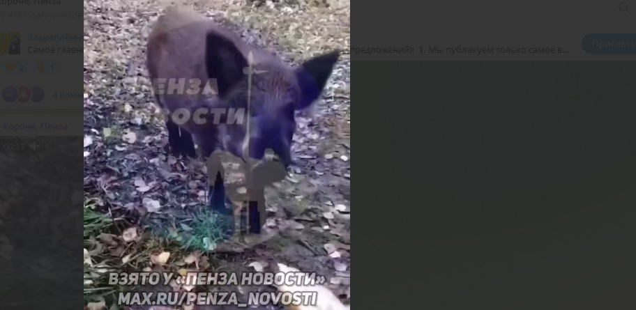 Кабан Боря покорил сердца жителей Сурска своим дружелюбием