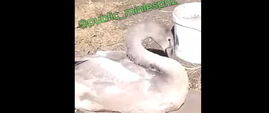 В Пензенской области из проводов вызволили краснокнижного лебедя