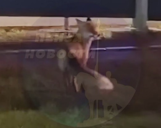 Лиса уже неделю гуляет по Арбековской заставе