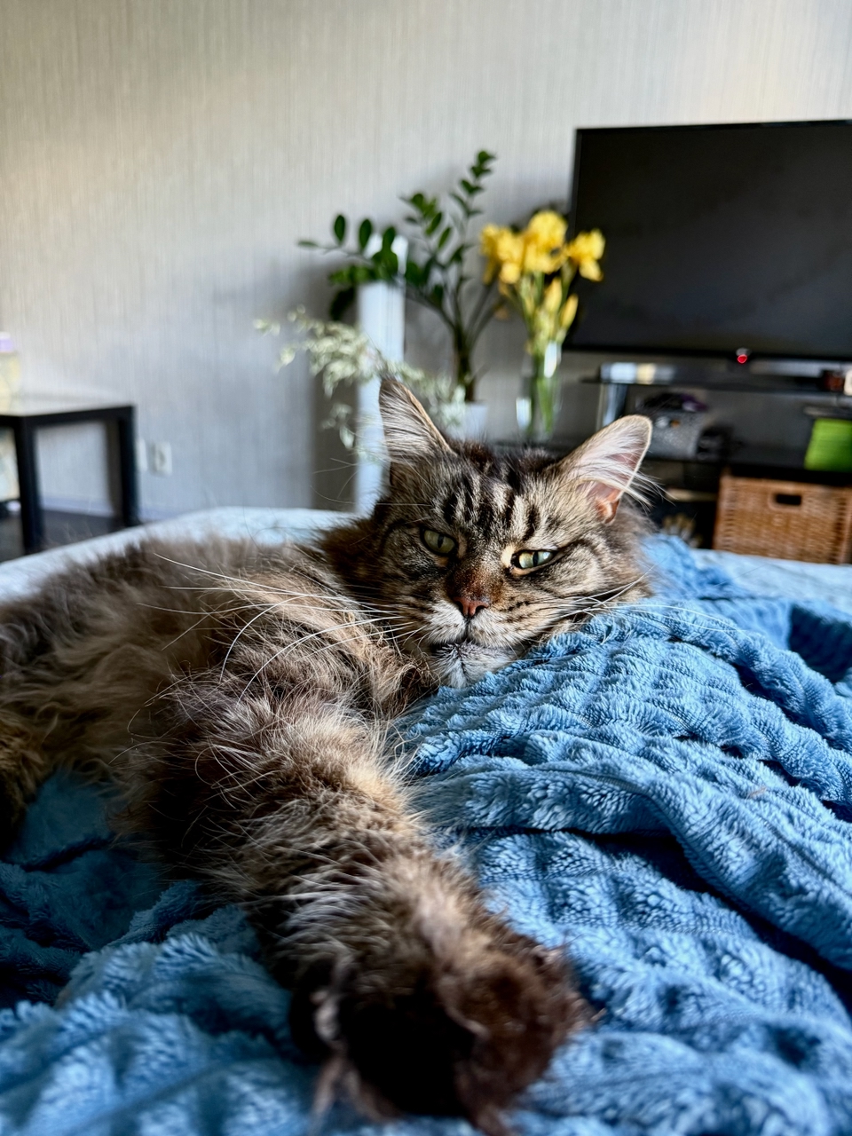 В Госдуме предложили ограничить число питомцев в квартирах