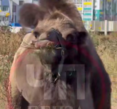 Пензенцы заметили верблюдов, пасущихся на поле в Засечном