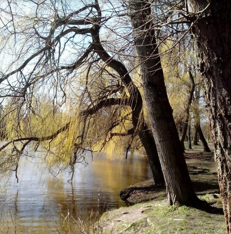 В Лунинском районе осенние опята растут медленно из-за холода