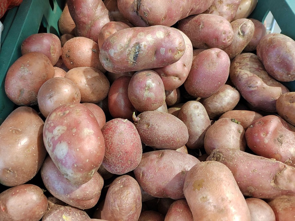 Урожай картофеля в Пензенской области вырос на 110 тысяч тонн