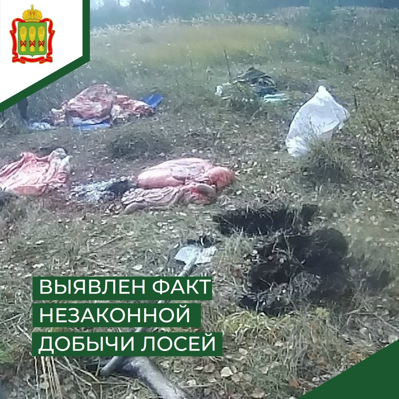 В Нижнеломовском районе браконьерами убиты три лося