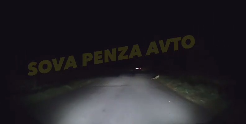 Водитель под Пензой намеренно сбил лису, видео инцидента попало в соцсети