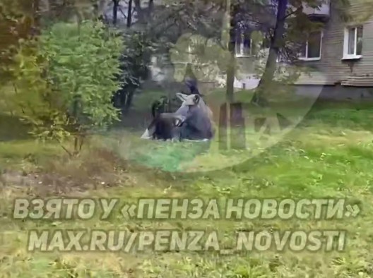 В Заречном обсуждают визит двух лосей к детскому саду