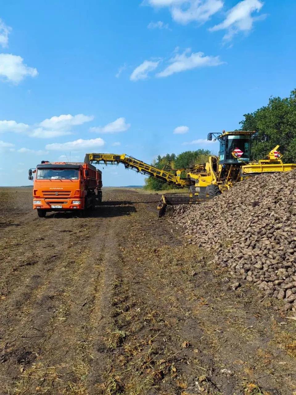 В Пензенской области собрали более 1,5 миллиона тонн сахарной свеклы