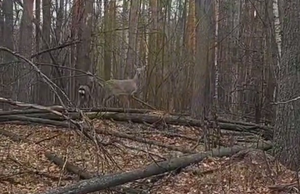 Жители Пензенской области засняли оленей в Сердобском лесу