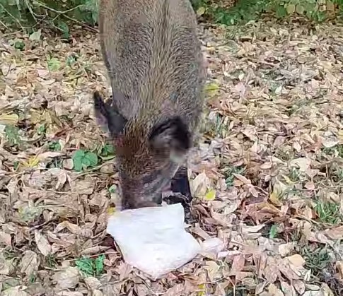 В Сурске местные жители приручили молодого дикого кабана