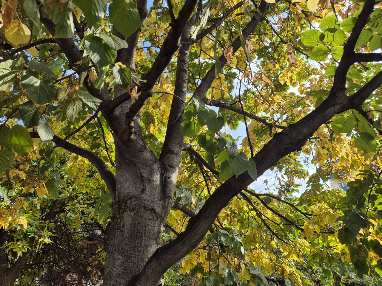 В 300 км от Пензы ждут масштабную операцию против лесных вредителей