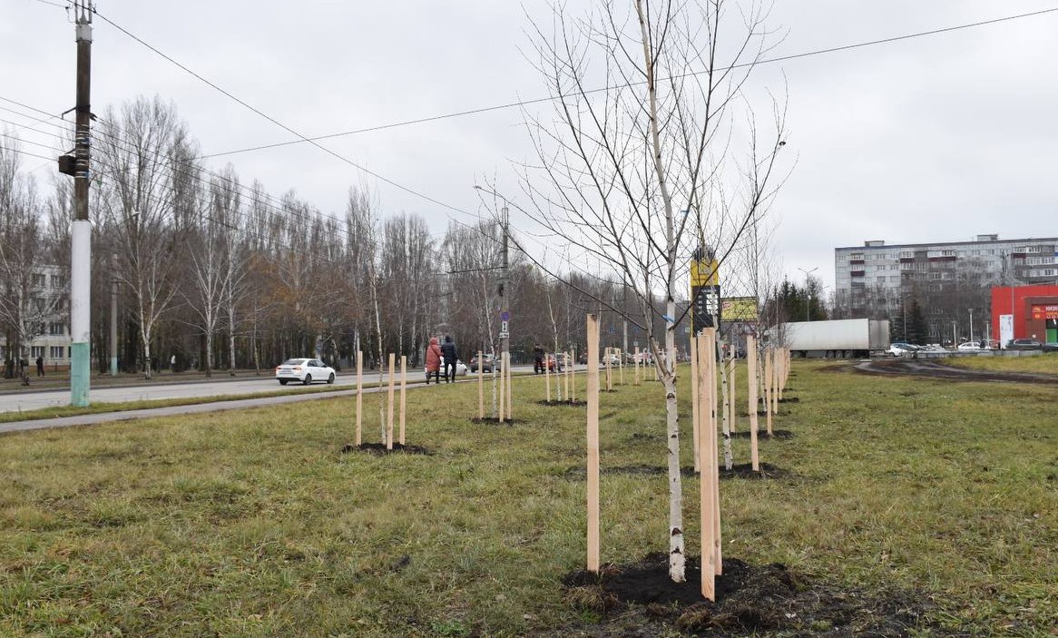 В Арбеково более 160 новых деревьев высажено этой осенью