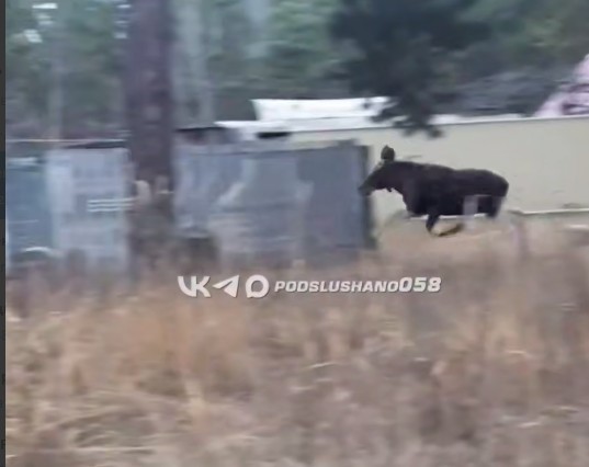 Лосенок с переломанной ногой замечен на улице в Чаадаевке