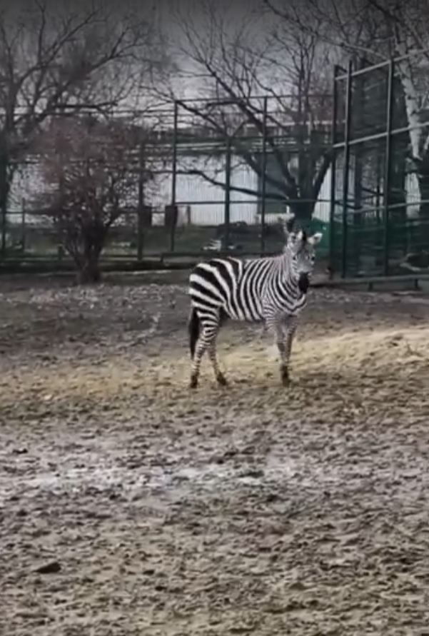 В пензенском зоопарке появилась зебра Элли, завершившая цирковую карьеру