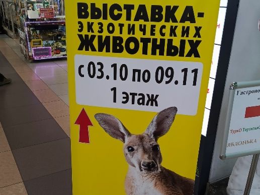 Выставка животных в пензенском ТРЦ оказалась незаконным контактным зоопарком