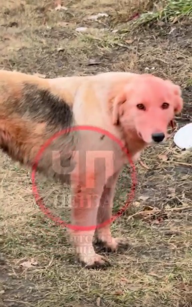 В Пензе у 6-й больницы замечены собаки с шерстью, красной словно кровь