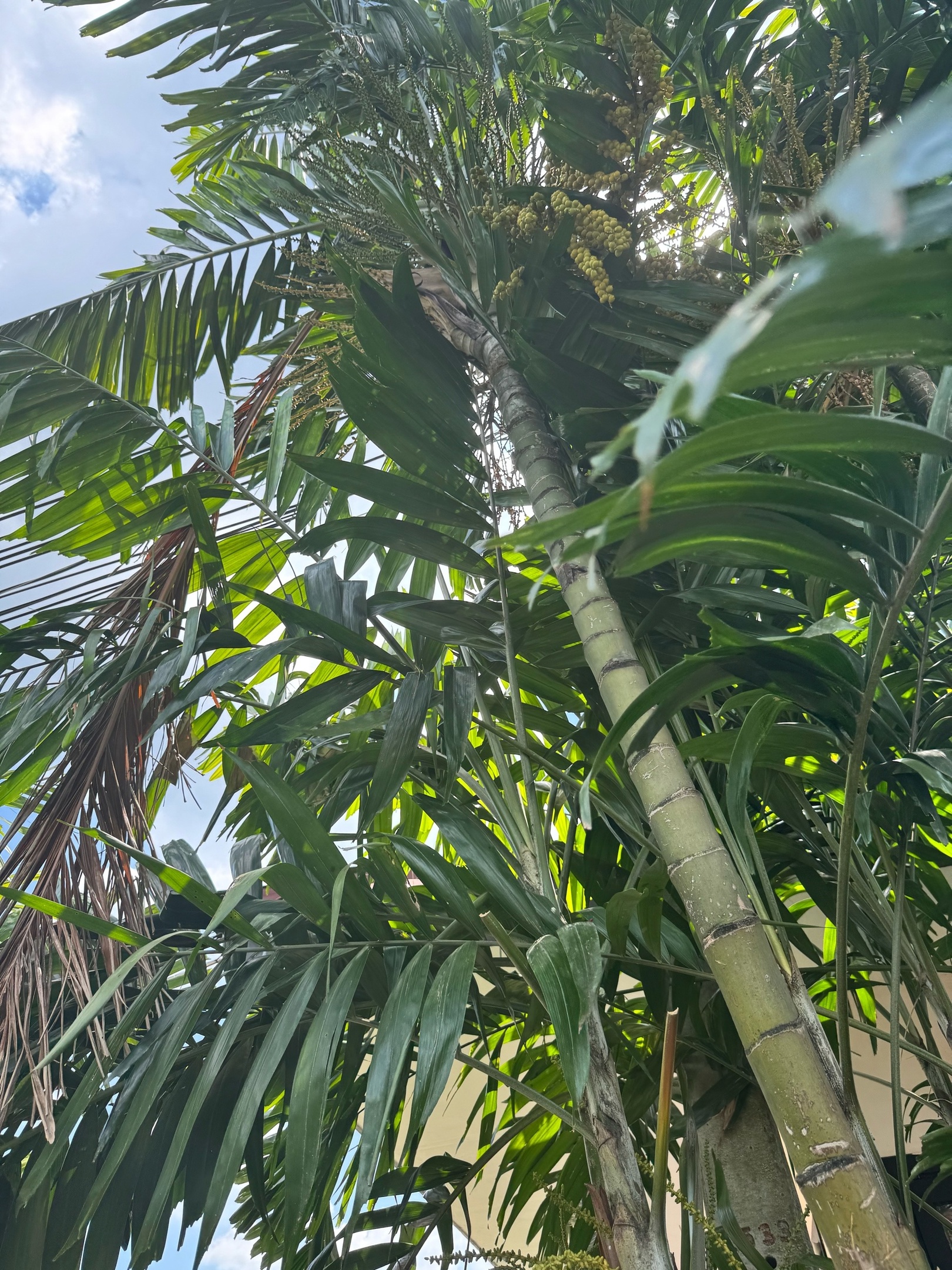 Тайфун во Вьетнаме принес россиянам не только дожди, но и ядовитых жуков