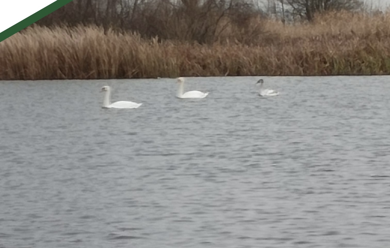 Лебеди из Красной книги замечены на озере Чкаловском в Пензенской области