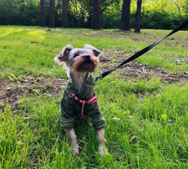 С декабря изменится порядок оформления документов для вывоза животных за границу