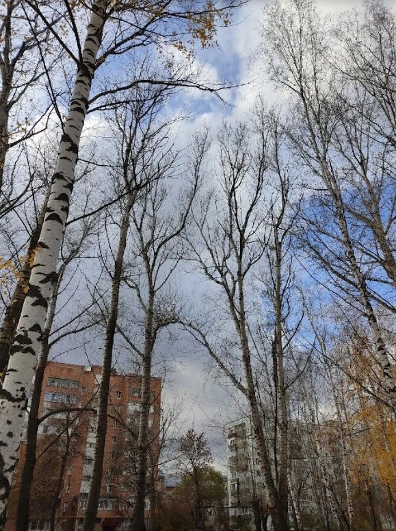 В мэрии Пензы объяснили, что случилось с березами на проспекте Строителей