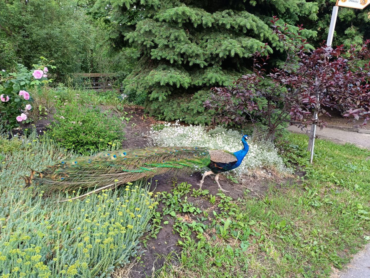 Пензенскому зоопарку выделят почти 9 миллионов рублей в 2026 году