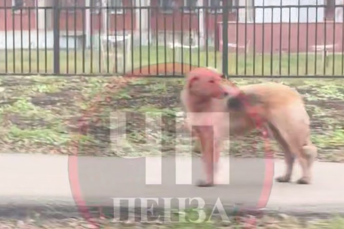 Пензенцы вновь заметили красных собак у шестой больницы