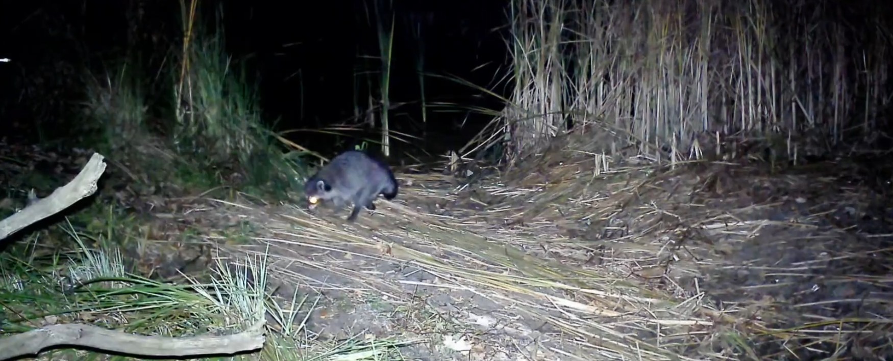 Олег Полумордвинов оценил возможность появления диких енотов в Пензе