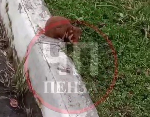 Пензенцы заметили дикого и агрессивного хомяка в Терновке