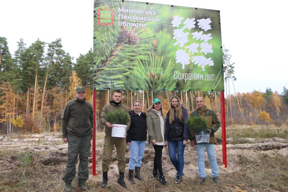 В Пензенской области за пять лет восстановлено почти 6 тысяч гектаров леса