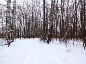 Грибной сезон в Пензенской области продлился до конца декабря