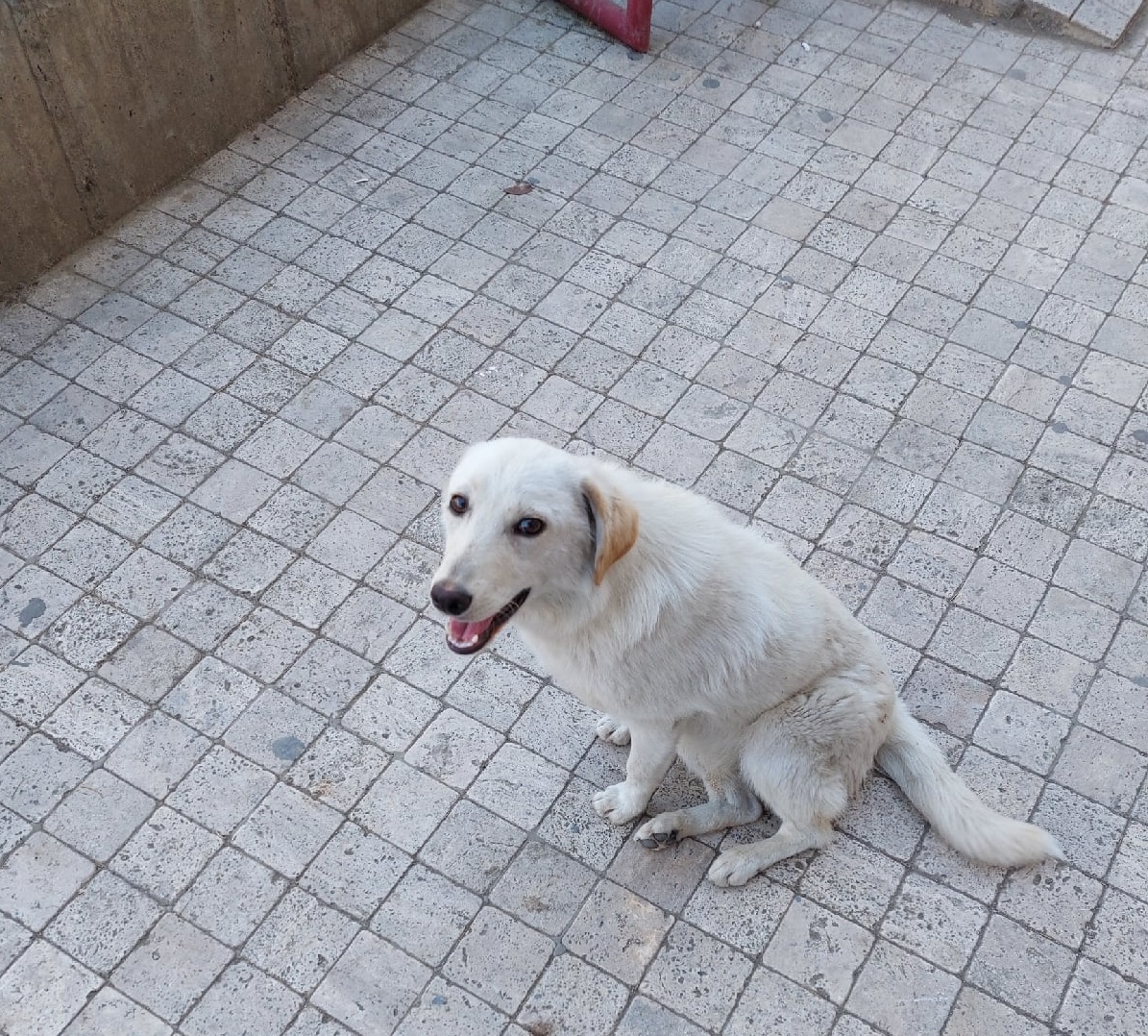 СК России поручил возбудить дело после нападения собак на школьницу в Кузнецке