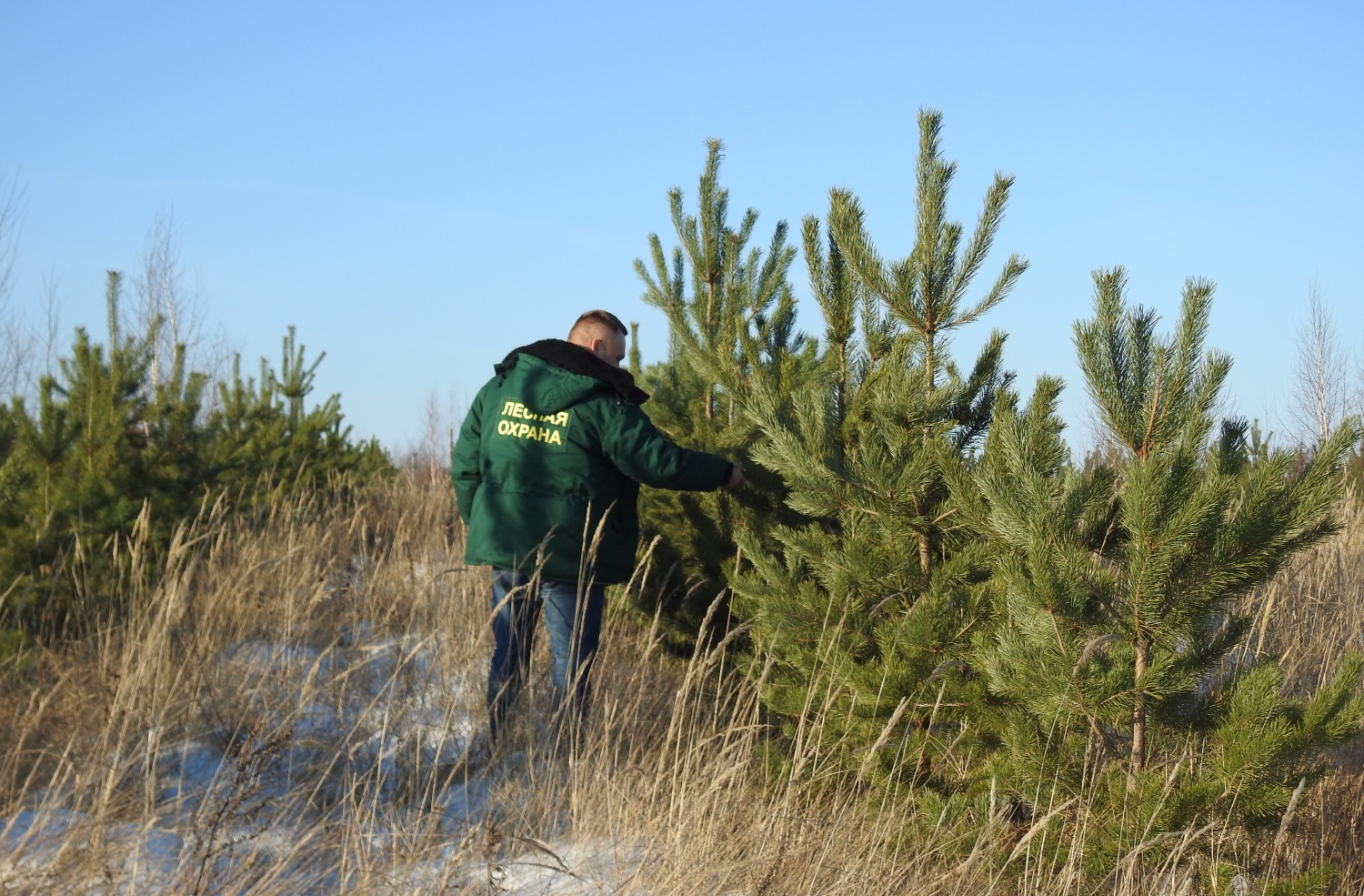 За рубку елок к Новому году пензенцам может грозить до 7 лет тюрьмы