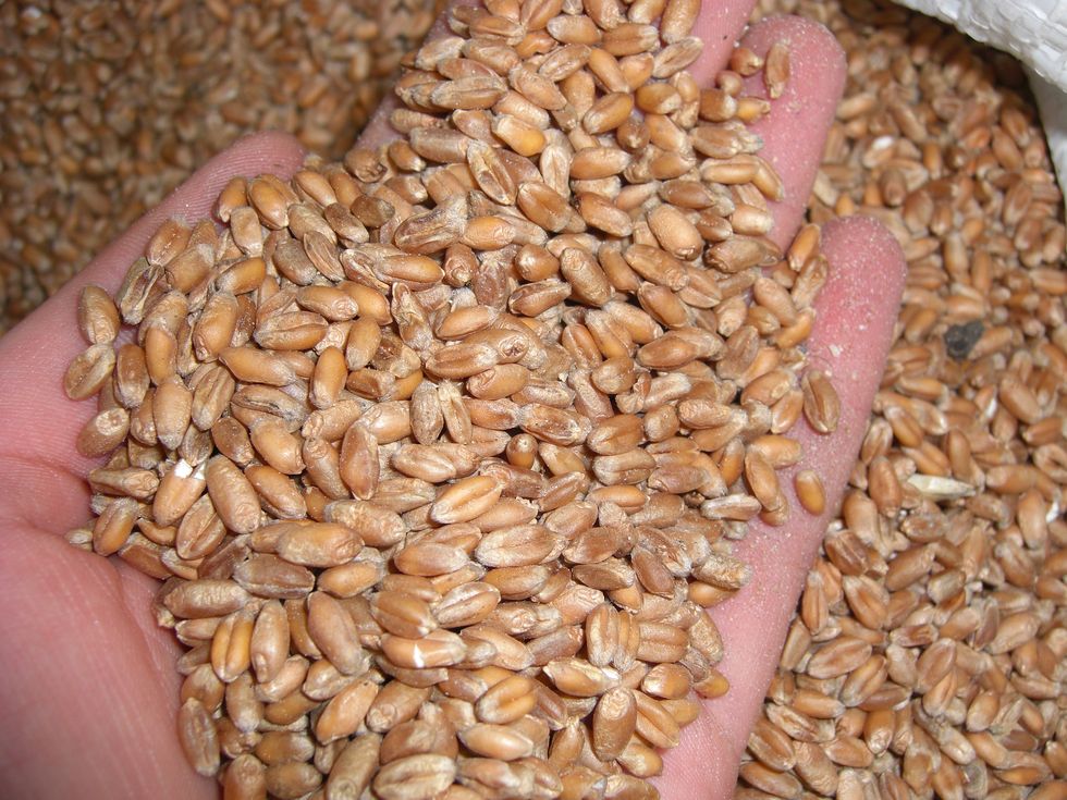 В Пензенской области тонны зерна не проверили на пестициды