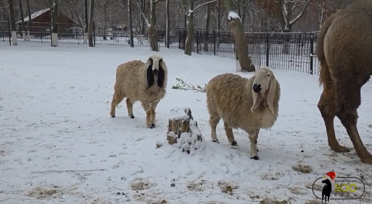 В пензенском зоопарке появился новый пушистый житель – барашек Ждан