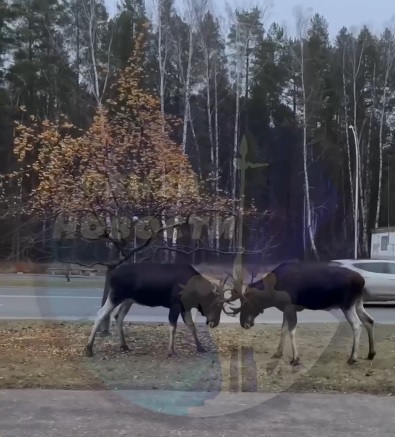 В Заречном два лося устроили рогатый спор у пешеходной дорожки