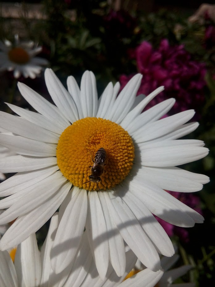В Пензе аномальное тепло вызвало цветение ромашек в декабре