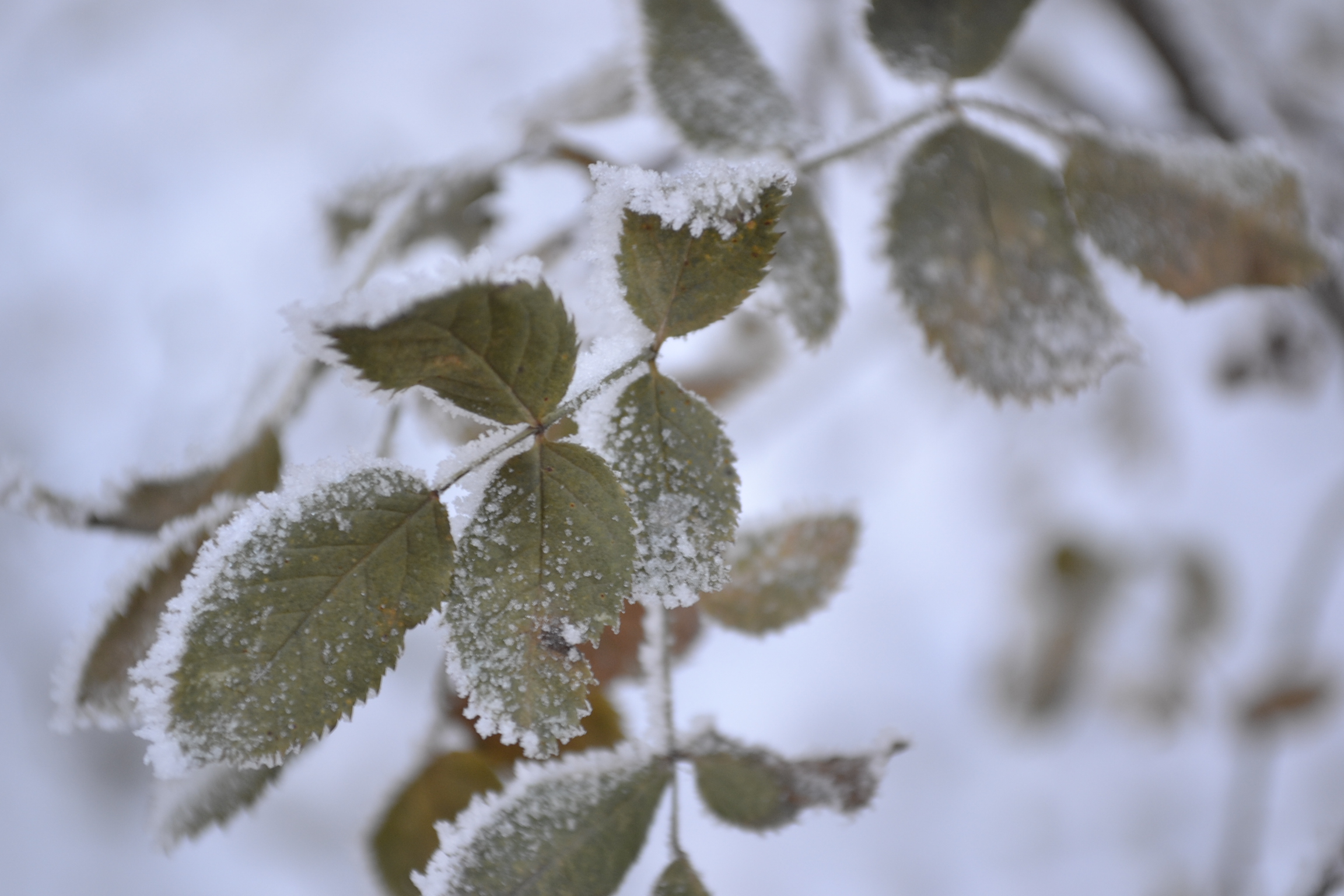 В Пензенской области к выходным ждут повышение температуры воздуха до оттепели