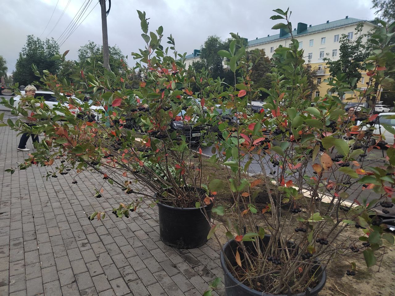 Олег Денисов рассказал, откуда в Пензе берут деревья для озеленения