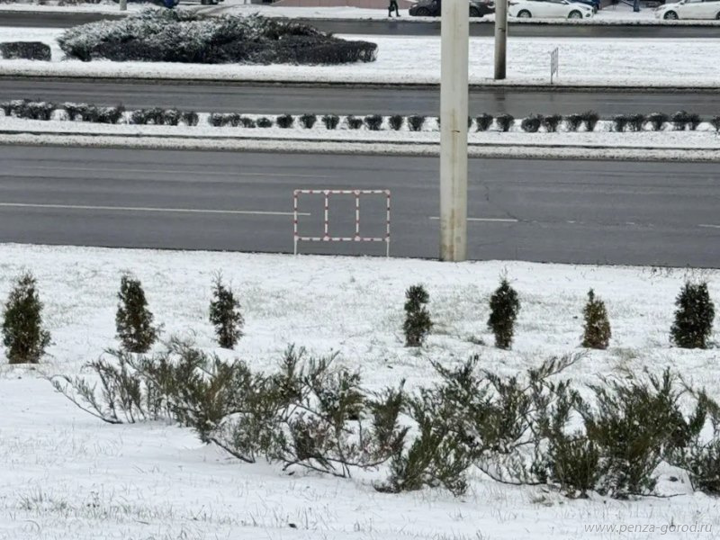 В Пензе у Глобуса неизвестные украли молодые туи