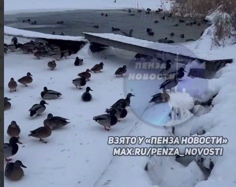 В Засечном стая уток вытеснила крысу в борьбе за корм