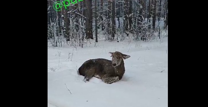 В Пензе спасли пятнистого оленя от стаи собак