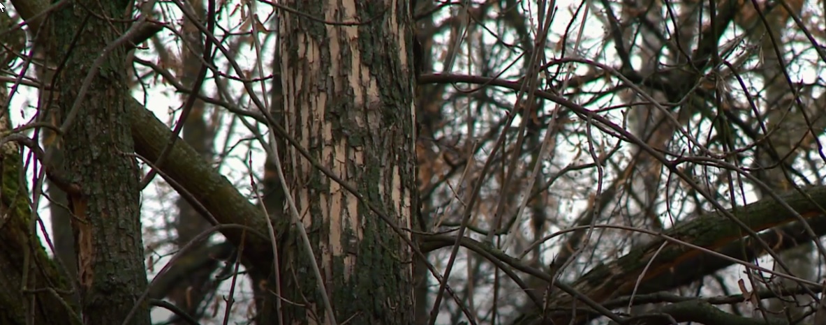 В пензенском сквере Дзержинского оградили зараженные златкой деревья